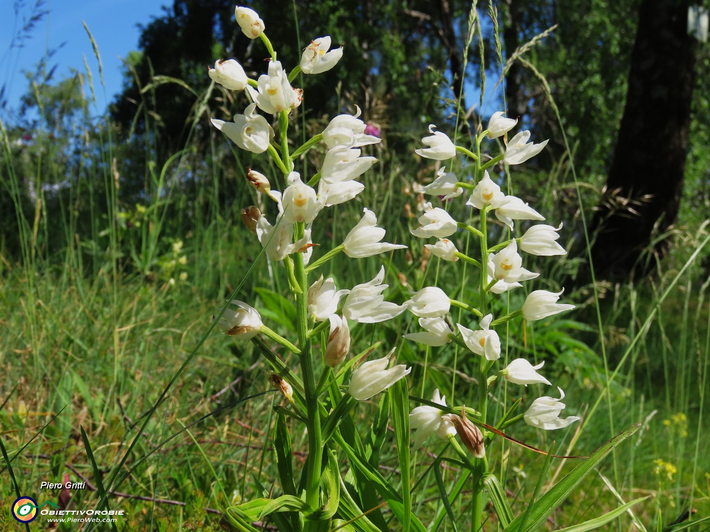 44 Cephalantera longifolia - Caefalantera maggiore.JPG